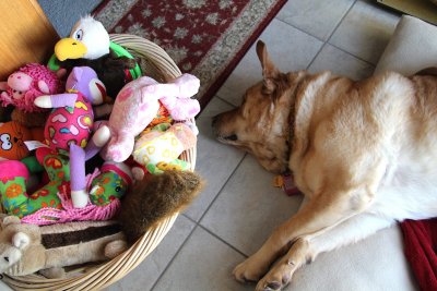 Glinda at Home With Her ToysFebruary 25, 2013