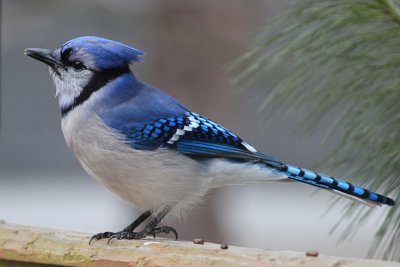 Bluejay on DeckMarch 4, 2013