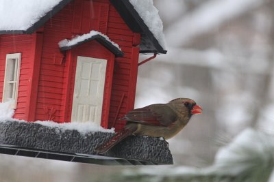 Female Cardinal in the SnowMarch 19, 2013
