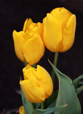 Yellow Tulip MacroMarch 31, 2013
