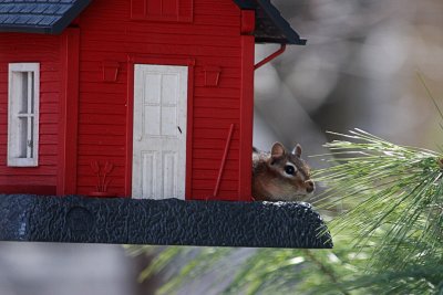 ChipmunkApril 17, 2013