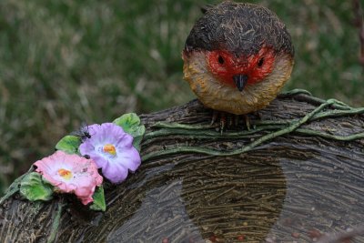 Bird BathApril 19, 2013