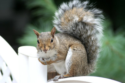 August 25, 2006Squirrel