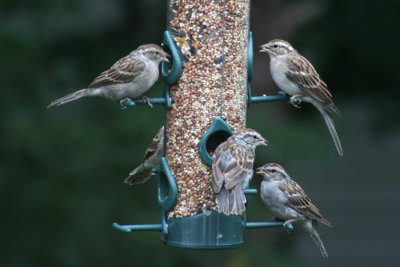 September 5, 2006Sparrow Dinner