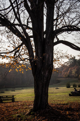 MON ARBRE PRFR