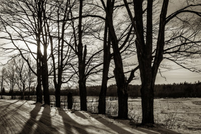 LES ARBRES DU MISISSIPI