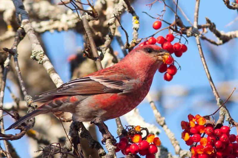 Pine Grosbeak (Pinicola enucleator)
