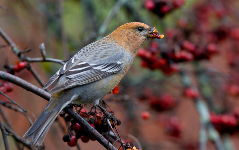 Pine Grosbeak (Pinicola enucleator)