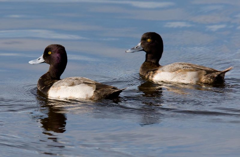 Lesser Scaup (Aythya affinis)