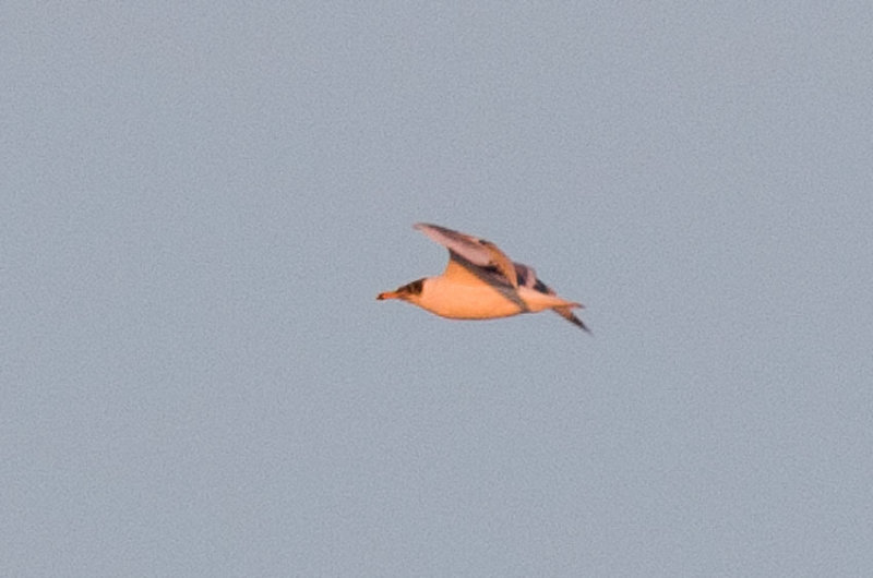 Pallass Gull (Ichthyaetus ichthyaetus)
