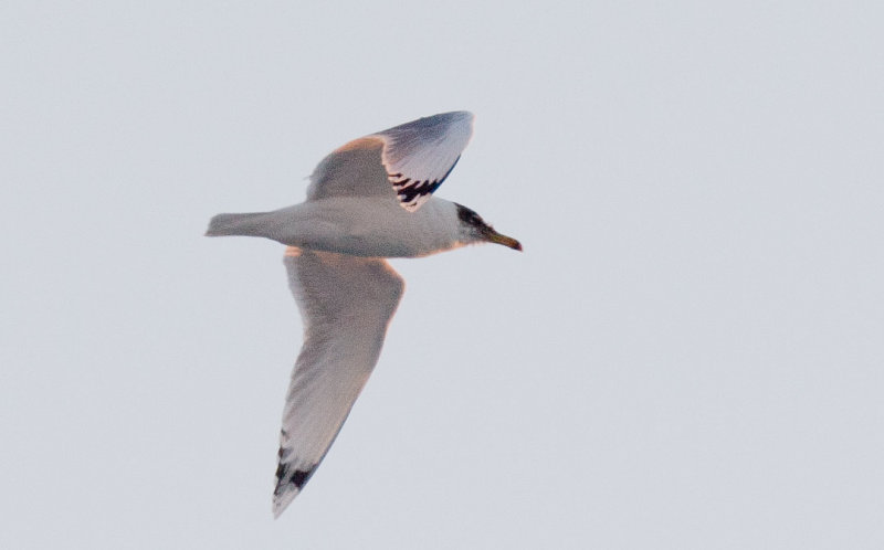 Pallass Gull (Ichthyaetus ichthyaetus)