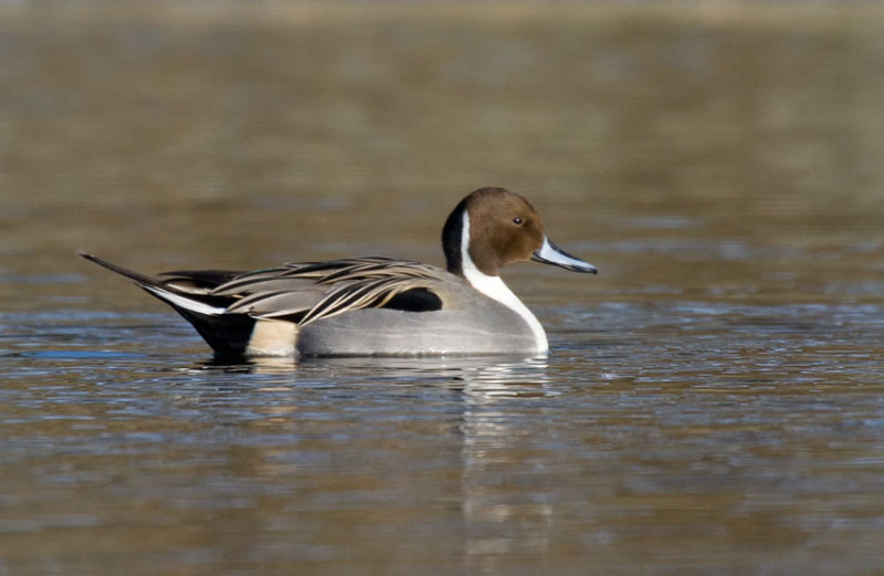 Northern Pintail (Anas acuta)