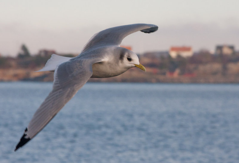 Black-legged Kittiwake (Rissa tridactyla)