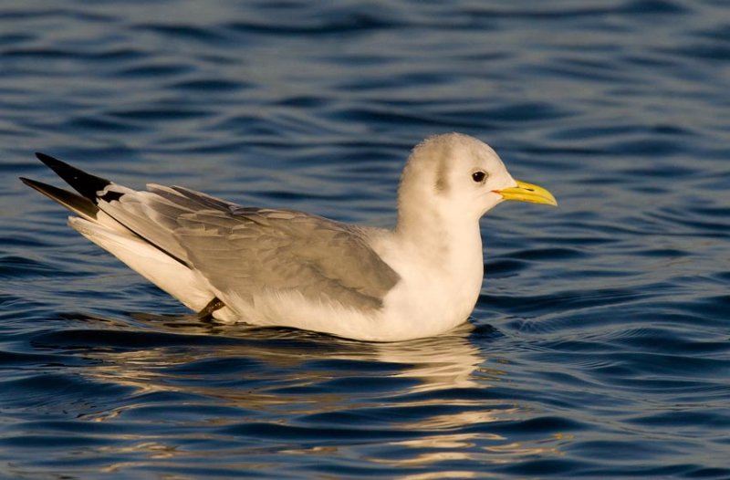 Black-legged Kittiwake (Rissa tridactyla)