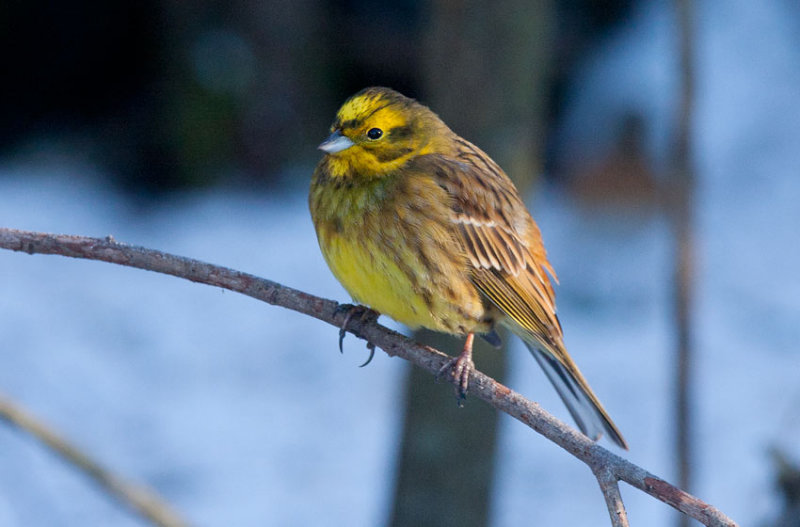 Yellowhammer (Emberiza citrinella)