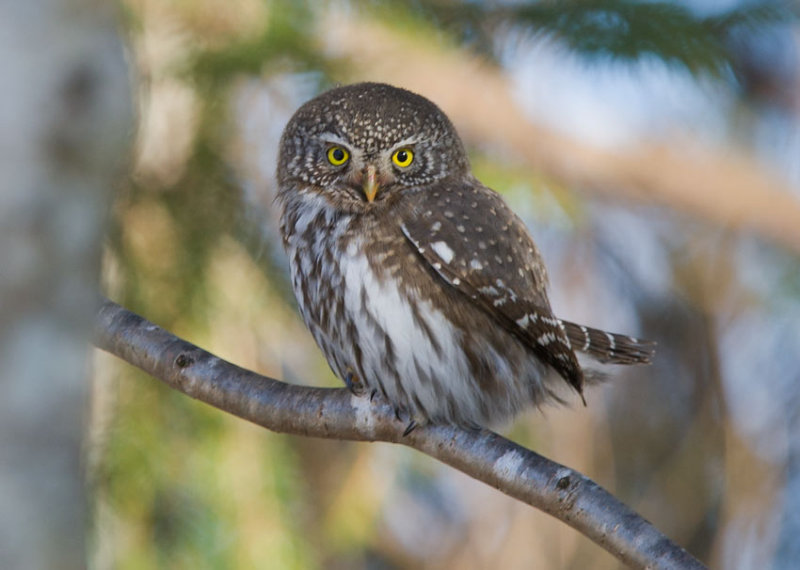 Eurasian Pygmy-Owl (Glaucidium passerinum)