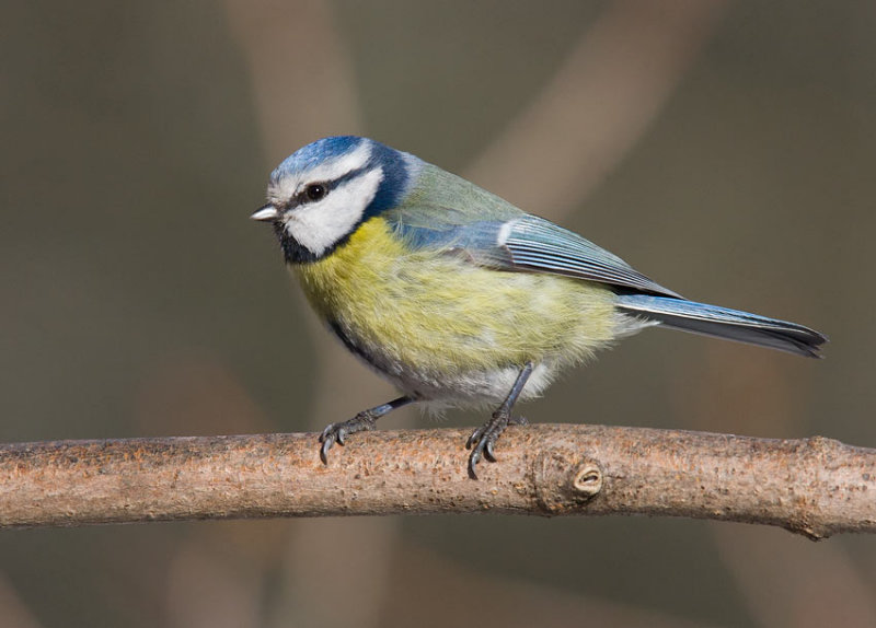 Eurasian Blue Tit (Cyanistes caeruleus)
