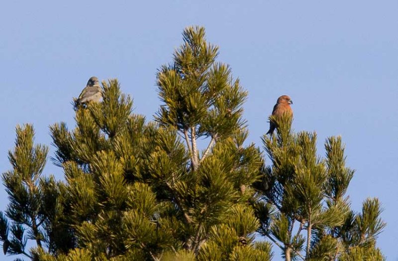 Parrot Crossbill (Loxia pytyopsittacus)