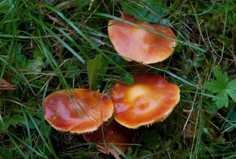 Scharlakansvaxing (Hygrocybe punicea)