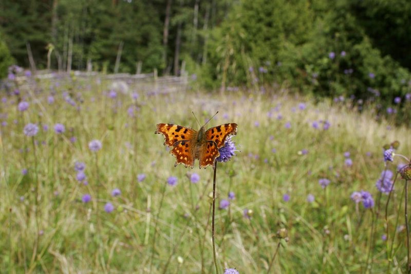 Vinbrsfuks (Polygonia c-album)