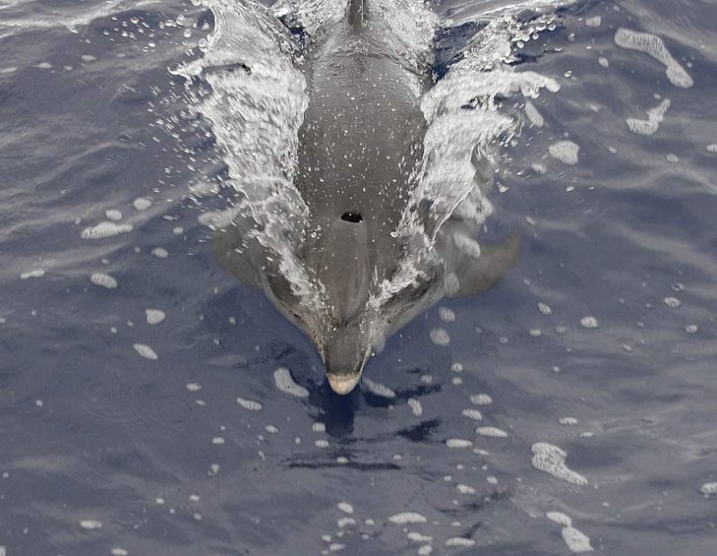 Flckig delfin
