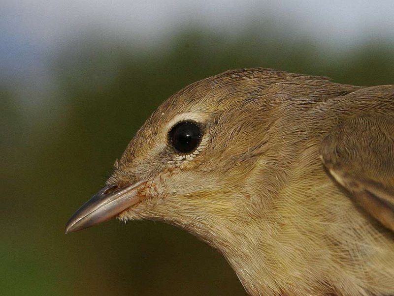 Garden Warbler (Sylvia borin)