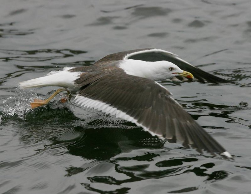 Lesser Black-backed Gull (Larus fuscus)