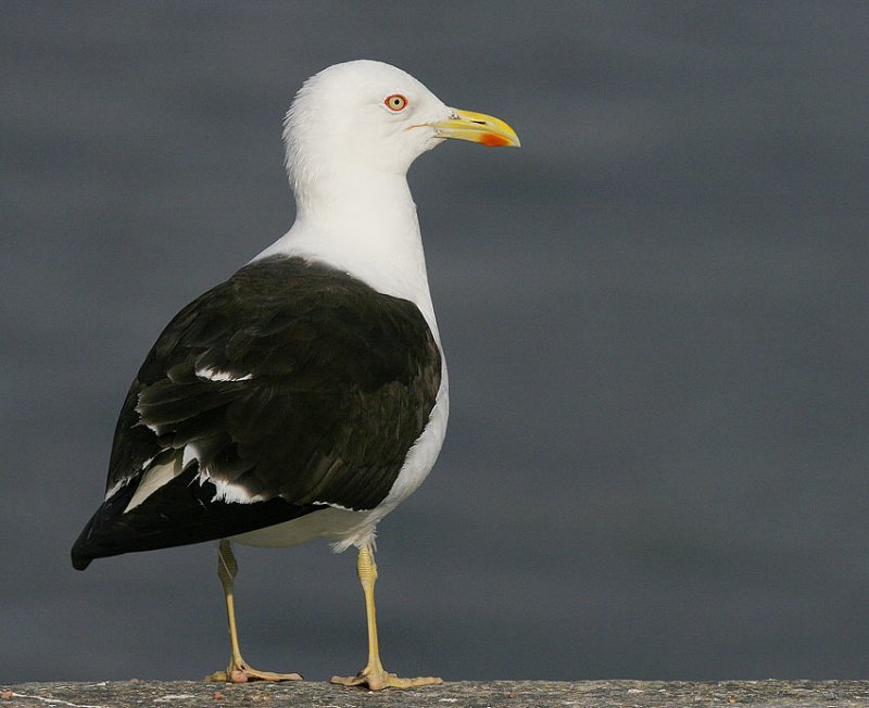 Lesser Black-backed Gull (Larus fuscus)