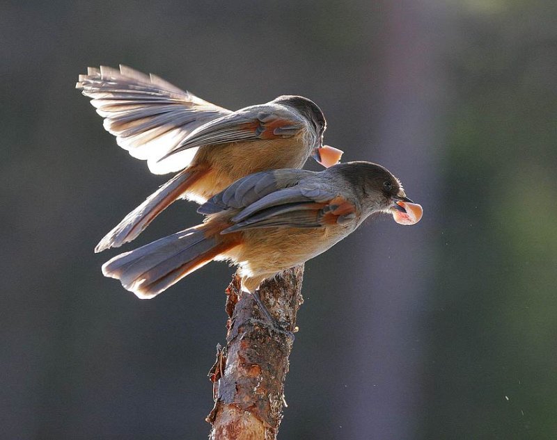 Siberian Jay (Perisoreus infaustus)