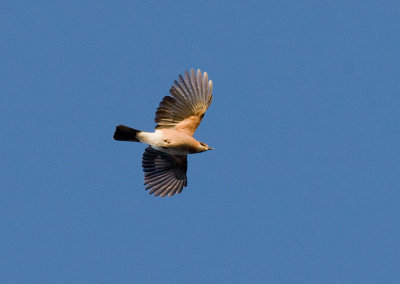 Eurasian Jay (Garrulus glandarius)