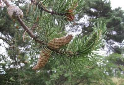 Banksianatall (Pinus banksiana)