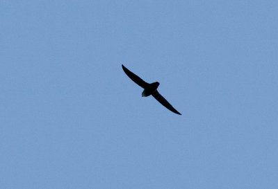 Chimney  Swift (Chaetura pelagica)