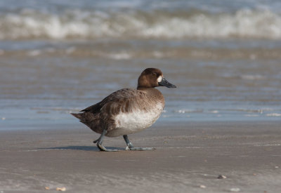 Lesser Scaup (Aythya affinis)