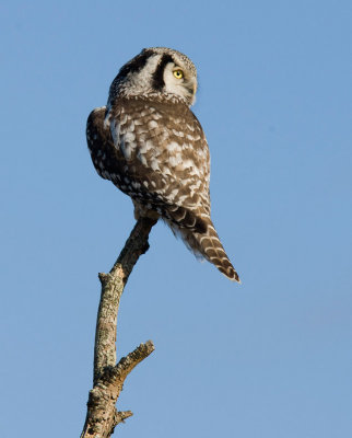 Northern Hawk Owl (Surnia ulula)