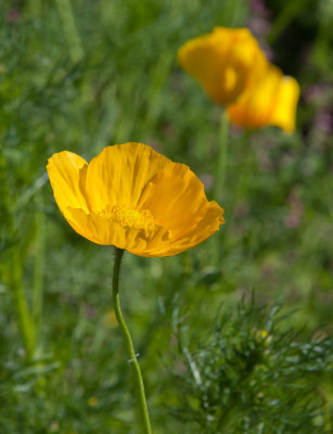 Sibirisk vallmo (Papaver croceum)