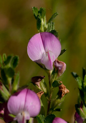 Puktrne (Ononis repens)