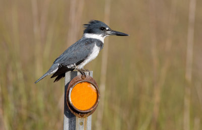 Belted Kingfisher (Megaceryle alcyon)