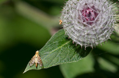 Borrfluga sp (Tephritidae sp)