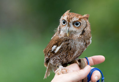 Eastern Screech-Owl (Megascops asio)