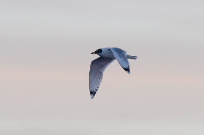 Pallass Gull (Ichthyaetus ichthyaetus)