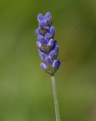 Lavendel (Lavandula angustifolia)