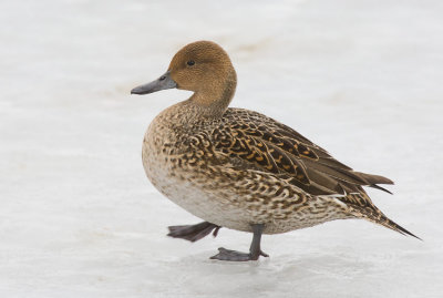 Northern Pintail (Anas acuta)