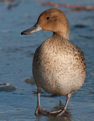 Northern Pintail (Anas acuta)