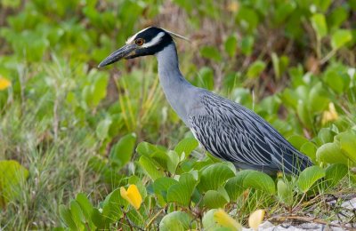 Yellow-crowned-Night Heron (Nyctanassa violacea)