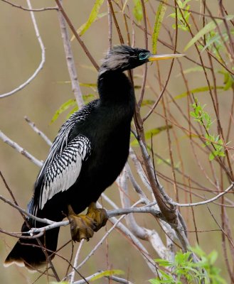 Anhinga (Anhinga anhinga leucogaster)