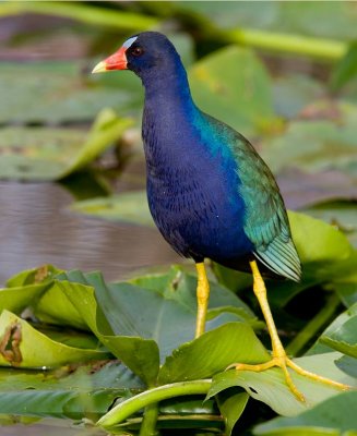 Purple Gallinule (Porphyrio martinica)