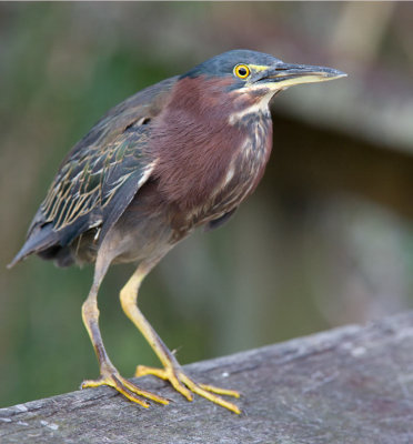 Green Heron (Butorides virescens)