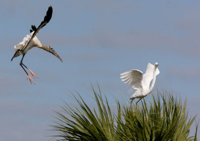 Wood Stork (Mycteria americana)