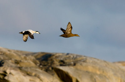 Common Eider (Somateria mollissima)