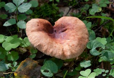 Rvriska (Lactarius fulvissimus)  